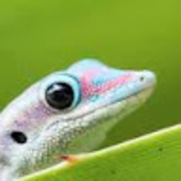 Meet your Posher, Tophat - Picture 1 of 1